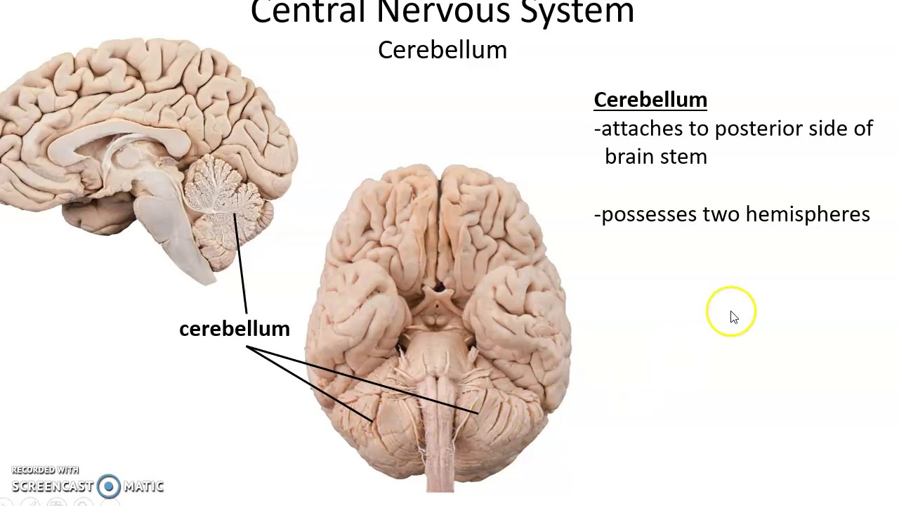 Human Anatomy Chapter 13 The Central Nervous System Part 1 - YouTube