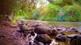 Summer River Ambiance 🌿☀️ Relaxing Nature Sounds & Scenic Views for Stress Relief