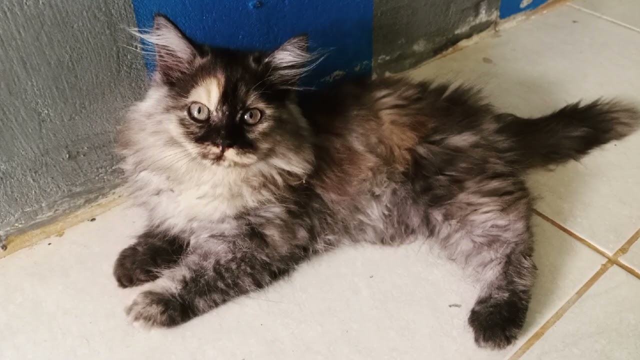Kucing Ras Persia😸|| Persianis Cat's Pekanbaru || Review ide Usaha ...