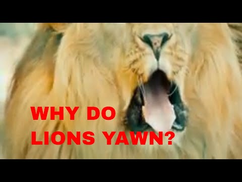 Lions Full Documentary 2020/9 Thrilling Facts About Why Lions Yawn.