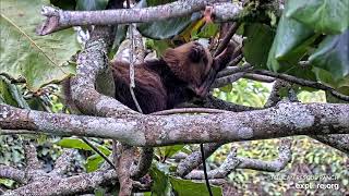 Baby sloth Spike sleeping in a tree - 07\/12\/23 - SlothTV playground cam via explore.org