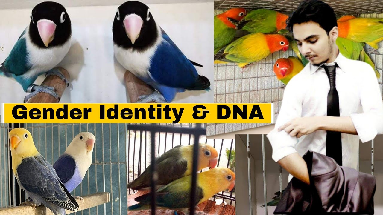 Fischers lovebirds male female gender identification Hindi Urdu PART
