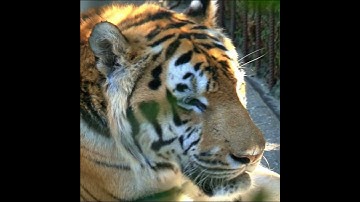 🐯 Vì Sao Hổ Sống Đơn Độc Còn Sư Tử Sống Theo Bầy? 🤔🔥