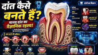 दांत कैसे बनते हैं? शरीर का Hidden Tooth Blueprint 🦷