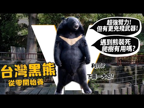 【從零開始養】台灣黑熊!超強臂力!但有更兇殘武器?遇到熊裝死爬樹有用嗎?【許伯簡芝】