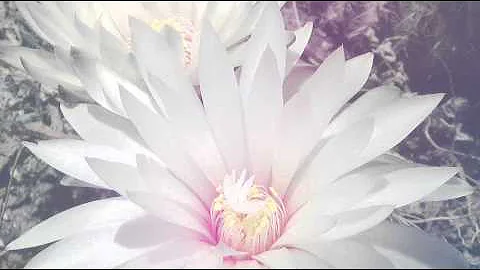 Mike Rowland - Discover The Light And See