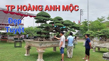 Chiêm Ngưỡng nét đẹp của cây Duối * Hoàng Anh Mộc * tại TL Thạch Thất - HN .