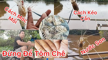 Câu Tôm Càng Mùa Nước Đổ! | Cách Móc Mồi Câu Tôm