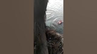 @very big fish of Kashmir🦈🐬🐋🐳🐟#k #kashmir fish#big fish