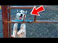 DOGVLOG: КАРОЛИНА РОЖАЕТ МОИХ ЩЕНКОВ ВЗАПЕРТИ!! (Хаски Бублик) Говорящая собака Mister Booble