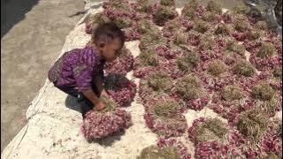 Indonesia Brebes Story : Asiknya Panen Bawang Merah,Yudha Sampai Angkut2 Sendiri.