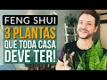 3 plantas que toda casa deve ter segundo o feng shui luiz netto