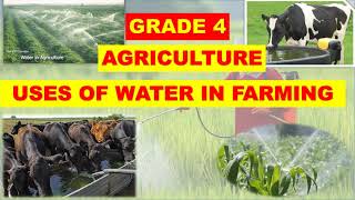 USES OF WATER IN FARMING || AGRICULTURE|| GRADE FOUR