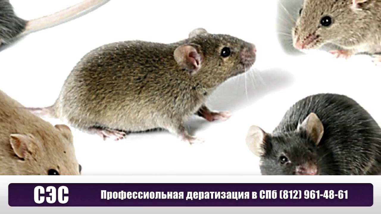 Как отличить мышь. Крыса и мышь отличия. Различие мыши и крысы. Отличие мыши от крысы. Отличить мышь от крысенка.