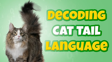 Decoding Cat Tail Language