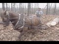 Logging with Horse Power in the Ozarks.