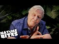 David attenborough befriends a millipede  nature bites
