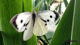 Бабочка Капустница или Белянка капустная. Large whiteCabbage butterfly, cabbage white, cabbage moth