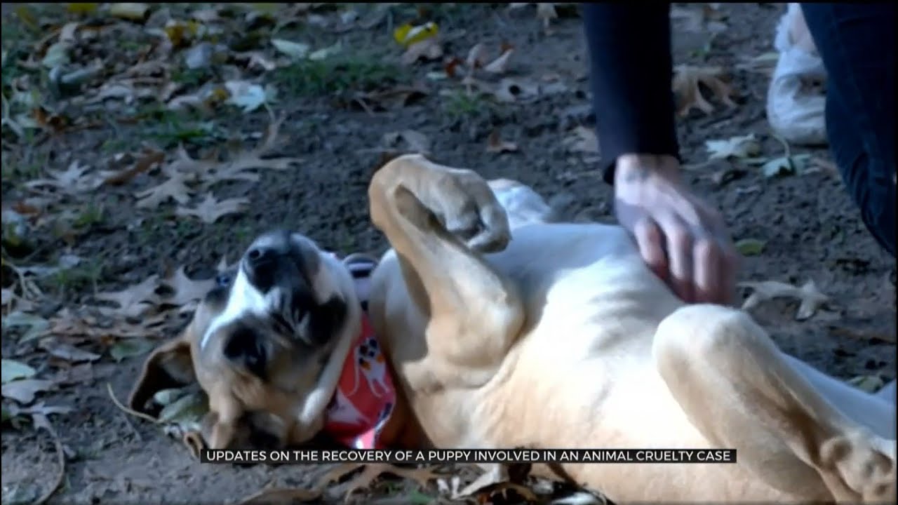 Viral Video Of Animal Cruelty Leads Police To Arrest OKC Resident - YouTube