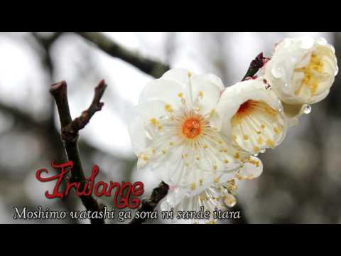 Irulanne ~ Moshimo Watashi Ga Sora ni Sunde Itara (Cover)