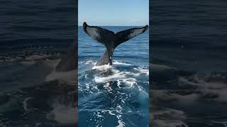 Gigantes del océano: La biología de la ballena jorobada #animals #whale #documentary