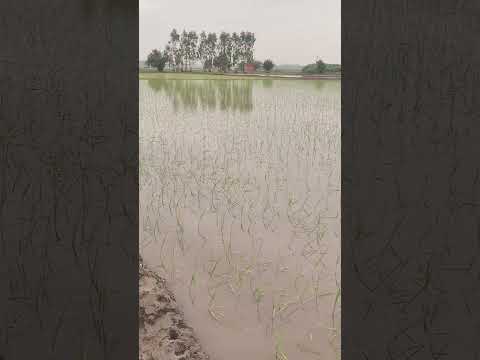 Bapu zimidar #trend #kisan #farming #punjabisong #punjabi