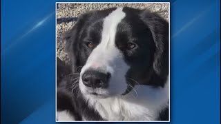 Fight over dog ensues between family, Humane Society in Clinton County
