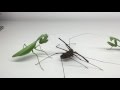 Giant Mantis with Whipspider