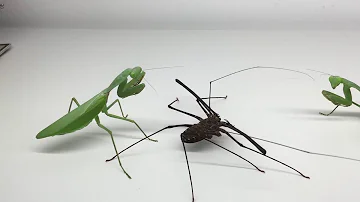 Giant Mantis with Whipspider