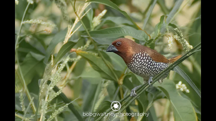 Behind the Scenes from San Jacinto Wildlife Area