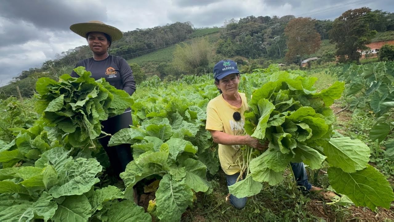 ✅MELHOR VARIEDADE DE COUVE PARA PLANTAR HOJE ESSA SIM E RESISTENTE