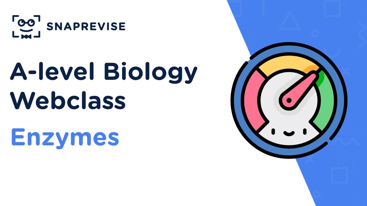 Alevel Biology Revision Sessions Enzymes YouTube