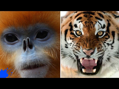 Video: Najrjeđe životinje na svijetu. Najrjeđa životinja na svijetu