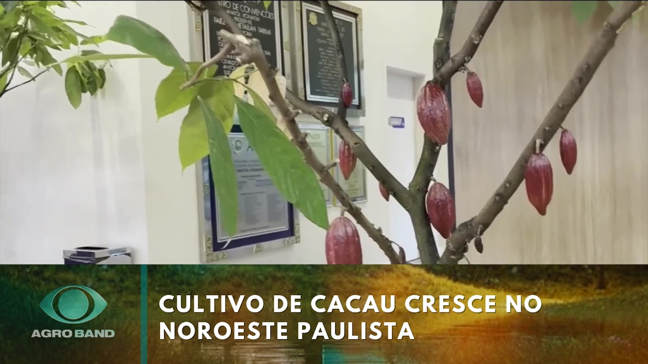Cultivo de cacau cresce no noroeste paulista