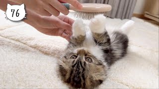 Our sweet kitten is gradually getting used to being brushed. Elle video No.76