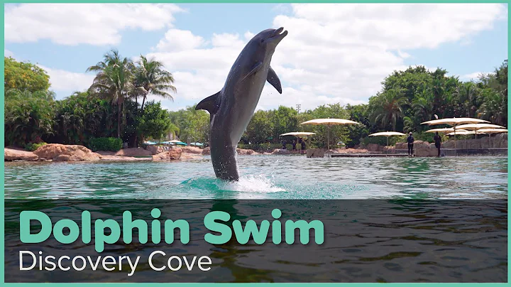 Discovery Cove Dolphin Swim Experience | Discovery...