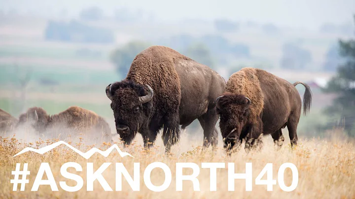 What is the Best Electric Fencing for Bison?