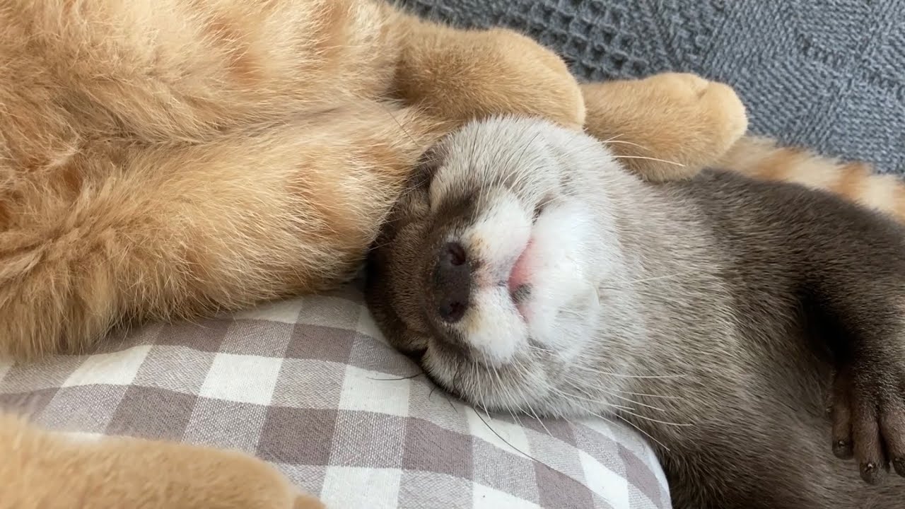 カワウソさくら 子猫に膝枕するカワウソ Otter sleeping on the kittens knees