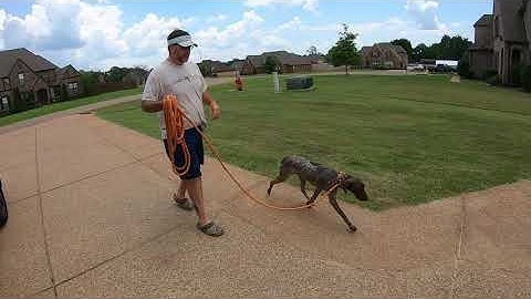 Training a German Shorthaired Pointer.