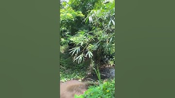 Nợ Nần Bao Vây Ngậm Ngùi Bán Rẻ Đất Vườn View Suối Có Thổ Cư Ngay Trung Tâm Xã #shorts