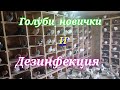 Голуби новички и дезинфекция Newbie pigeons and disinfection