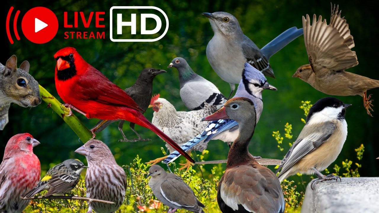 NOLA Birdin’ Happy 425 Tuesday Birding , Live Bird Feeder, TV For