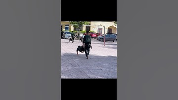 Chắc là cậu mệt mỏi lắm luôn #shorts #cscđ #k02 #giutronloithe