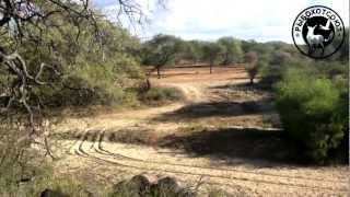 Охота в Африке (Намибия март 2013) - Hunting in Namibia.(Охота в Африке. Охота в Намибии. С 7 по 17 марта 2013 проводили охоту в Намибии за это время 2ое наших охотников..., 2013-03-29T10:42:50.000Z)