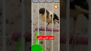 اقوى تغريد لذكر الكناريcanary birds