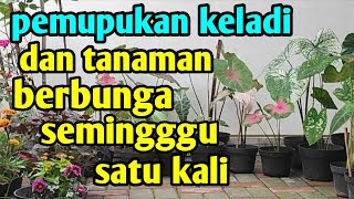 Pemupukan Keladi Dan Tanaman Berbunga 1 Minggu 1x