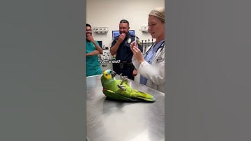 Deze papegaai denkt dat hij in levensgevaar verkeert