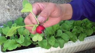 Harvest radish of planter プランターでラディッシュを収穫