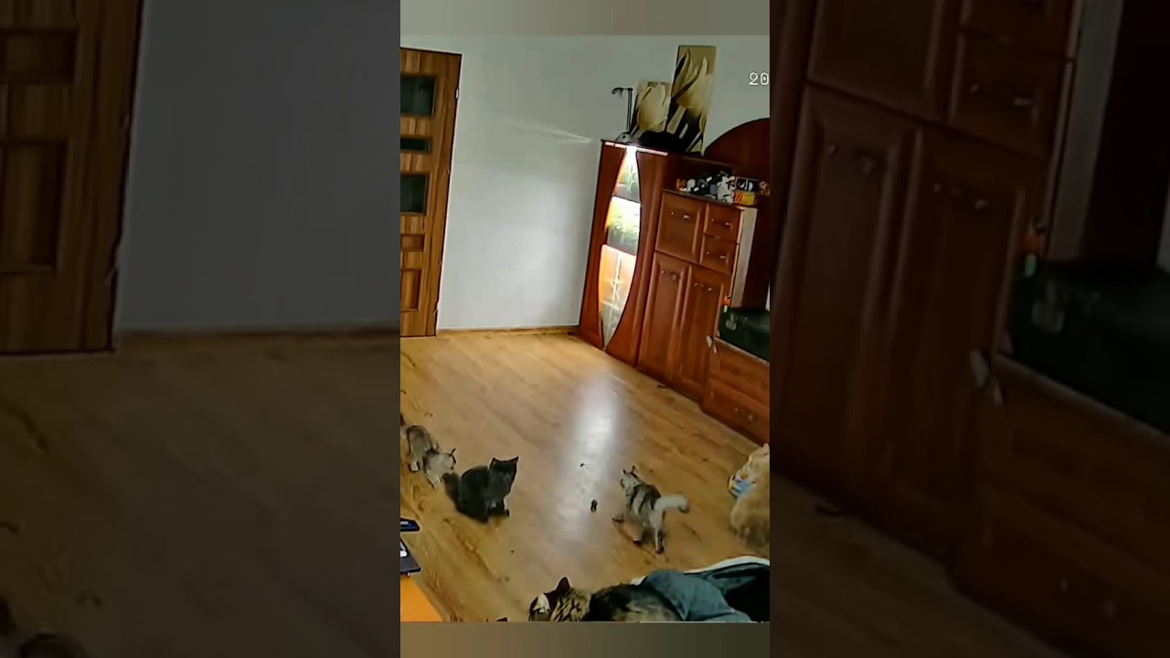 сумасшедшие котята, crazy kitty