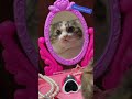 หน้าฉัน แต่อีนั่นเป็นใคร? When u use mirror from Ming Dynasty #cat #FahPahKee #Mirrors #Mulan #funny